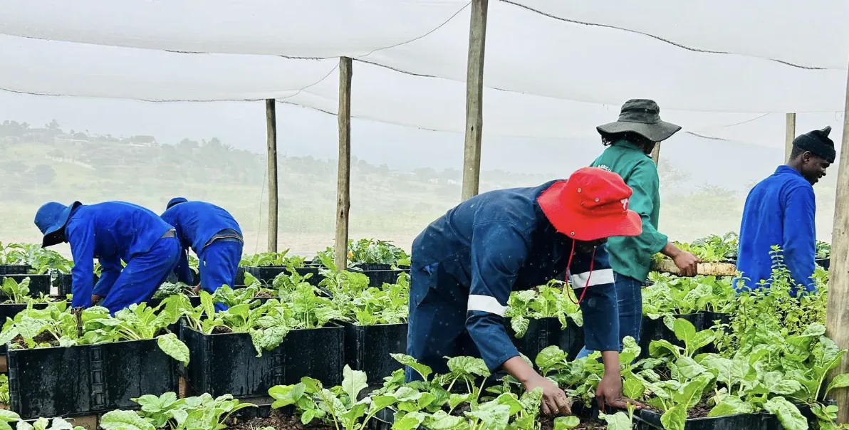 Farm workers in blue overalls and hats tending to rows of leafy green vegetable seedlings under a shade-cloth tunnel